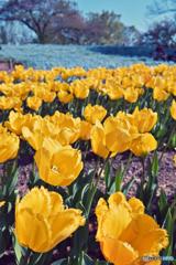 春を彩る花たち-チューリップ-