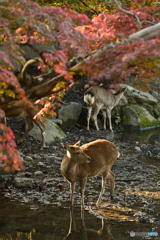 見返り鹿と紅葉