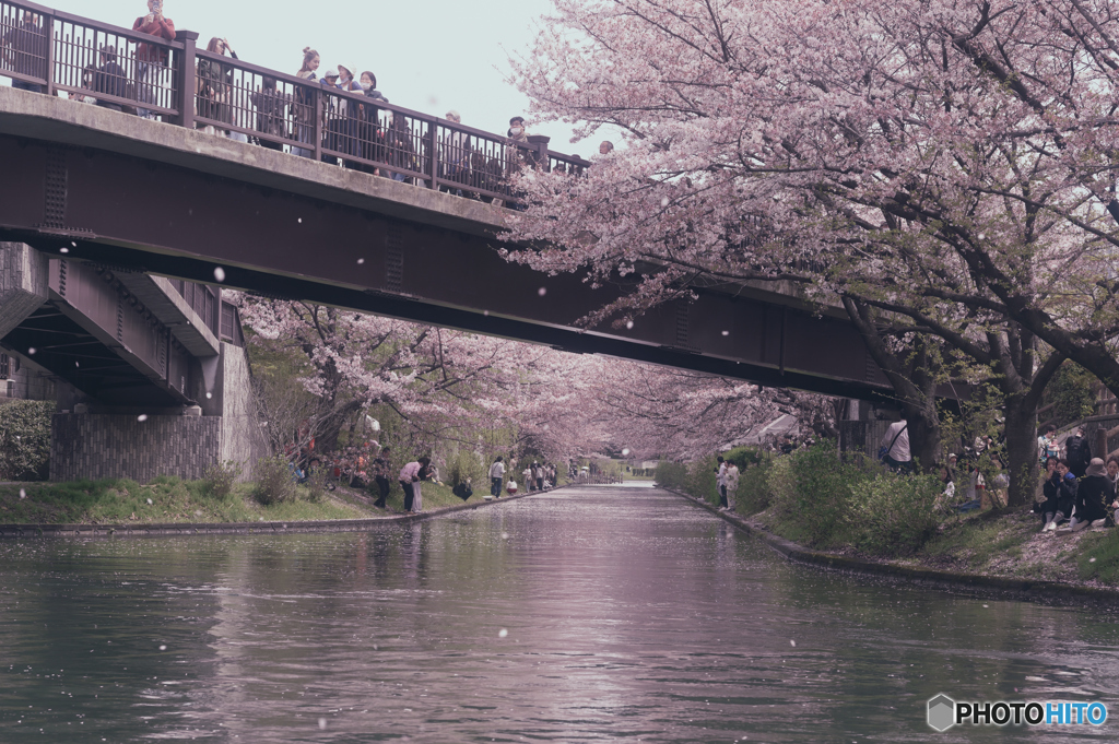 川面を桜色に染めて