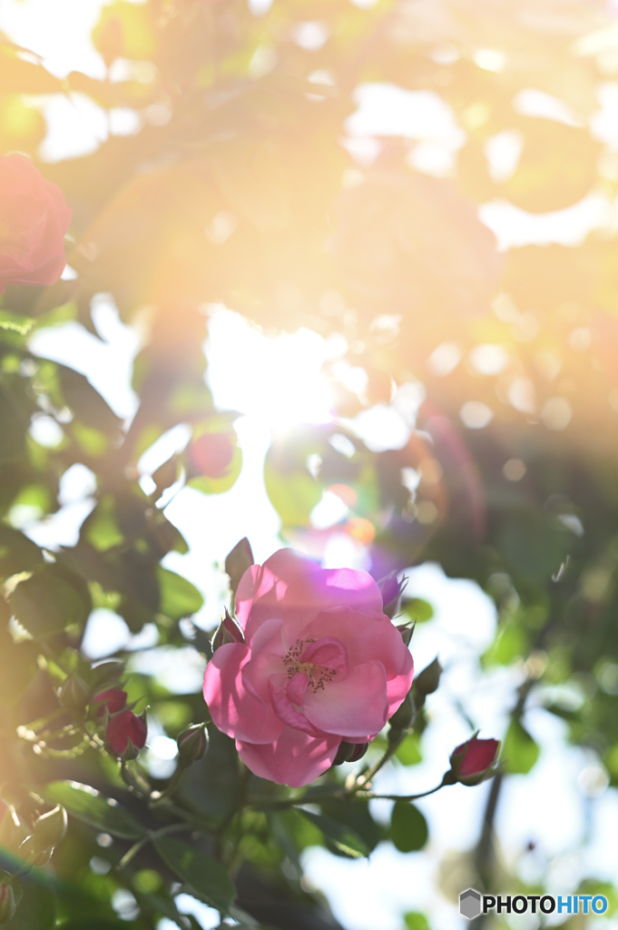 薔薇の季節 #1