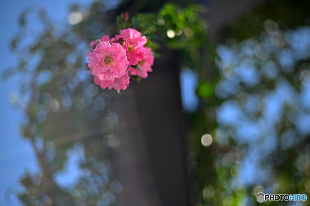 見上げれば薔薇