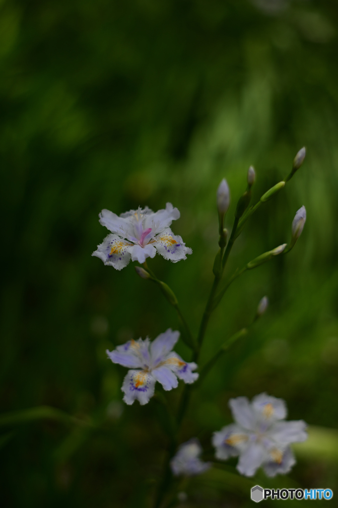 春を彩る花たち-シャガ-