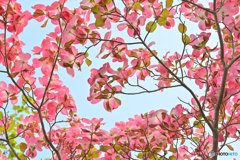 春を彩る花たち-ハナミズキ-
