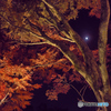 夜紅葉