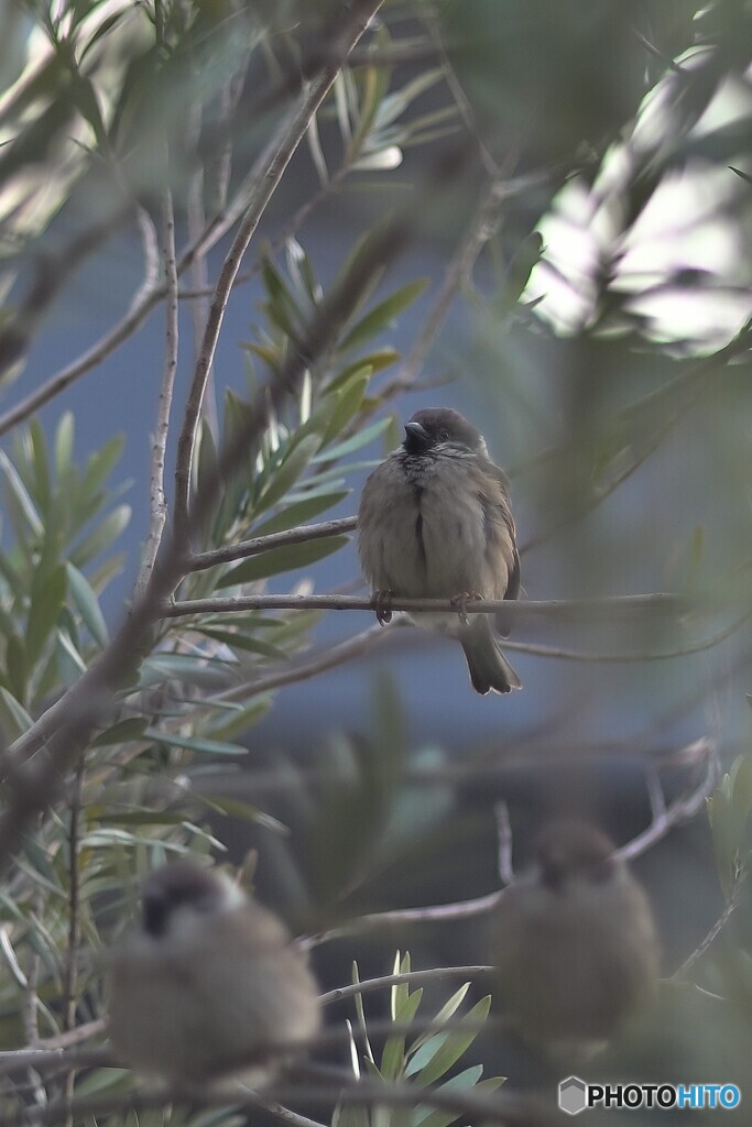 野鳥遊戯  #9