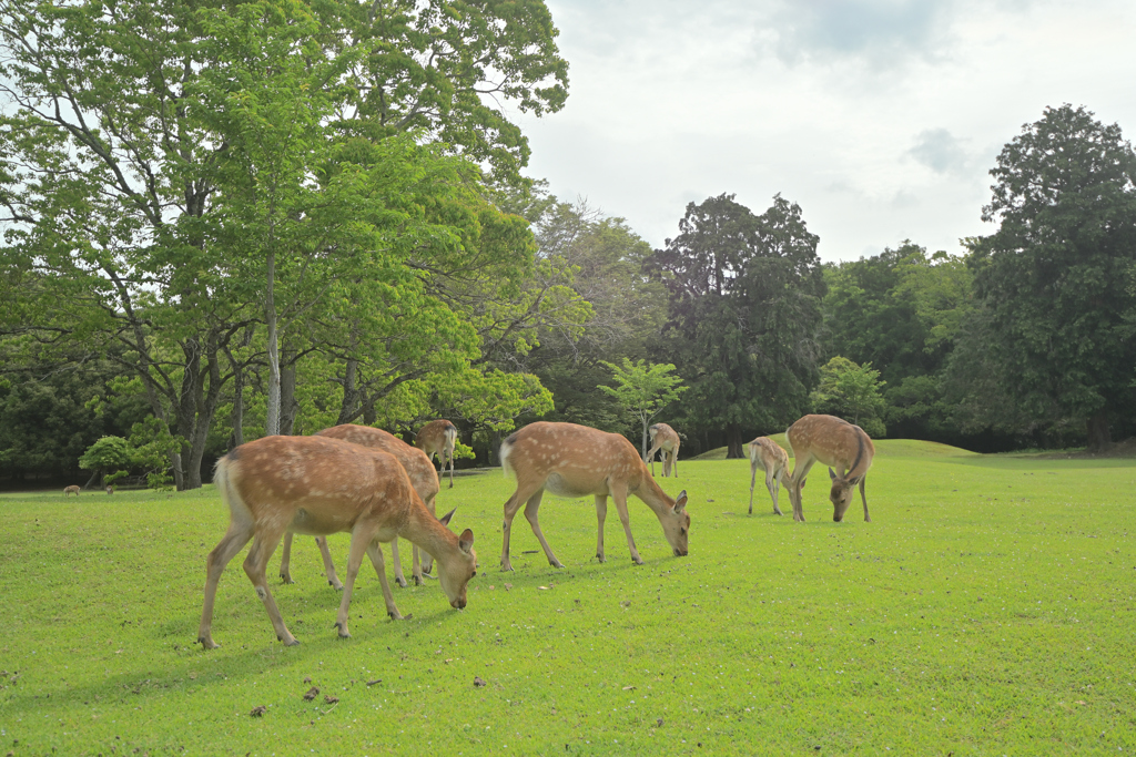 鹿たちの朝食風景