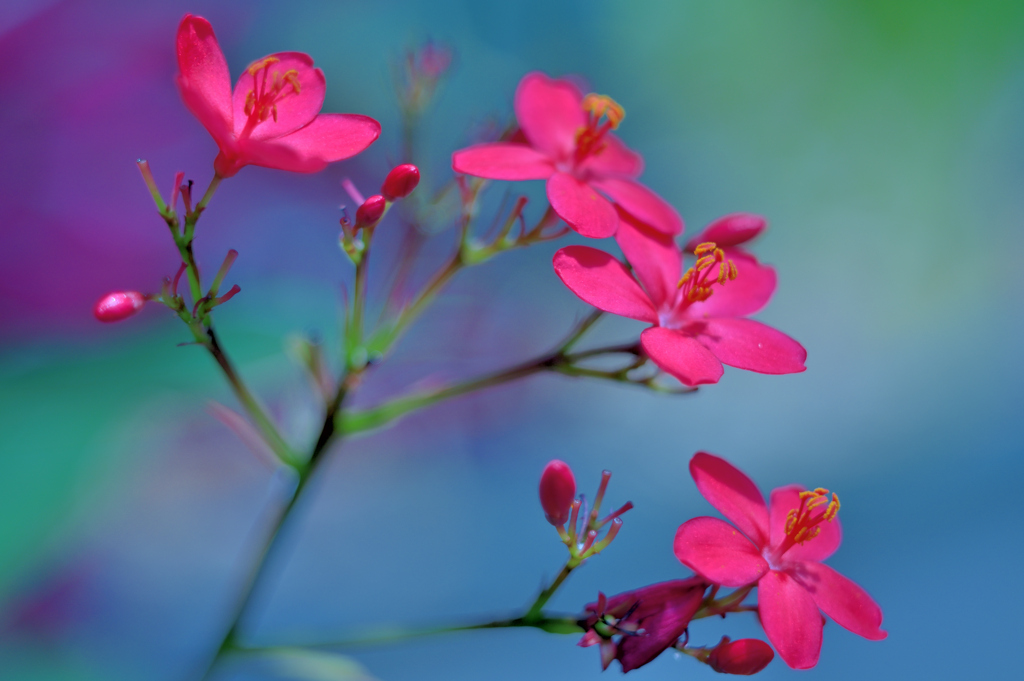 温室育ちの花