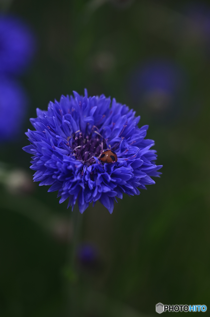 花の丘より−ヤグルマギク−