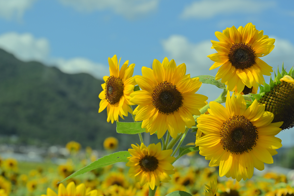 夏の残光 #1