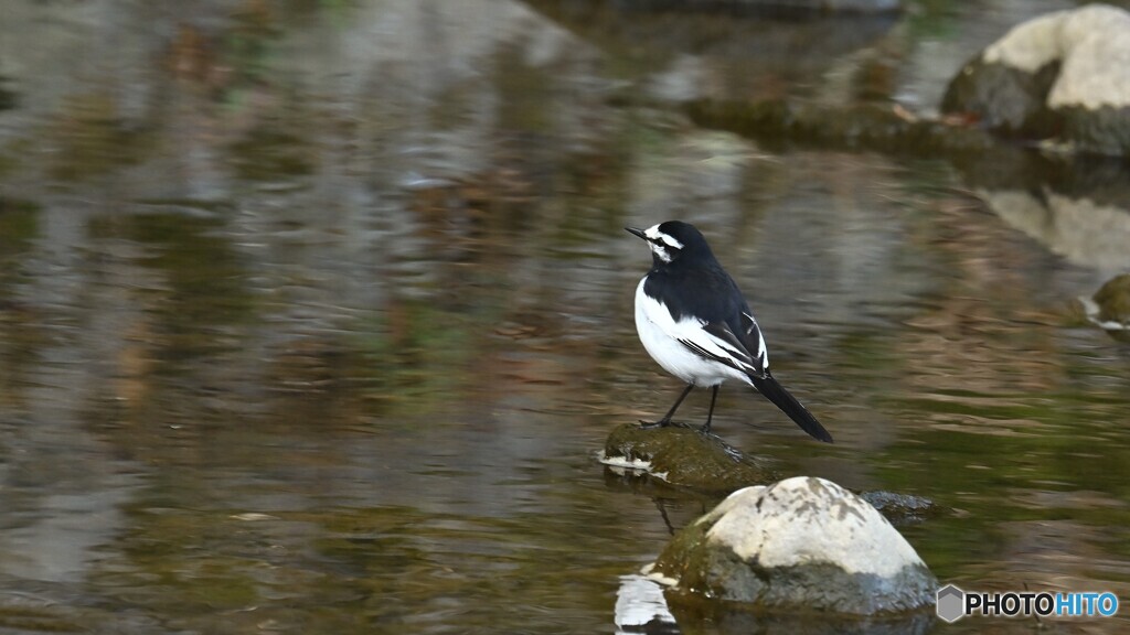 野鳥遊戯 #2