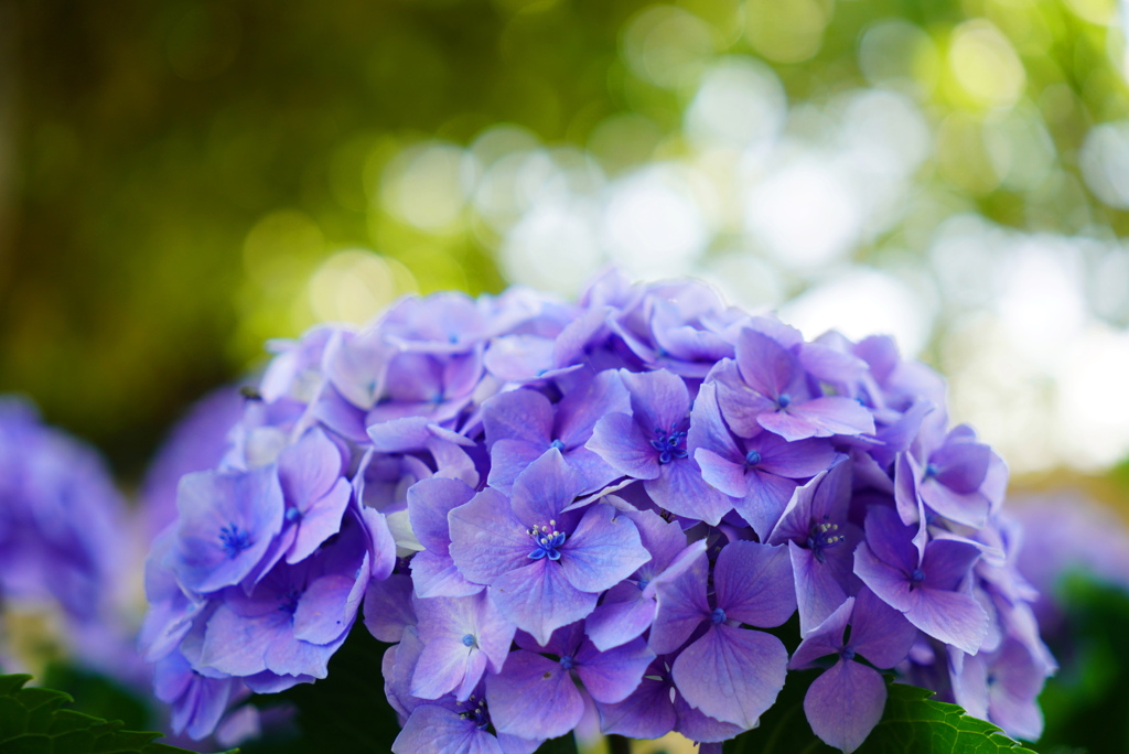 紫陽花