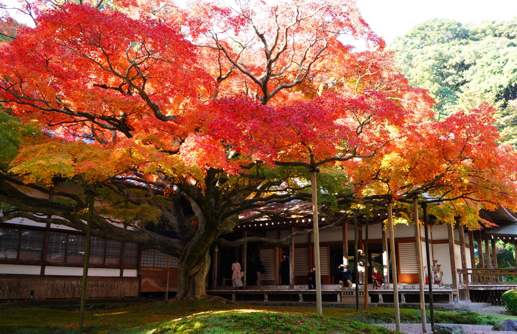 紅葉