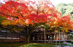 紅葉