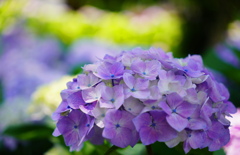 紫陽花