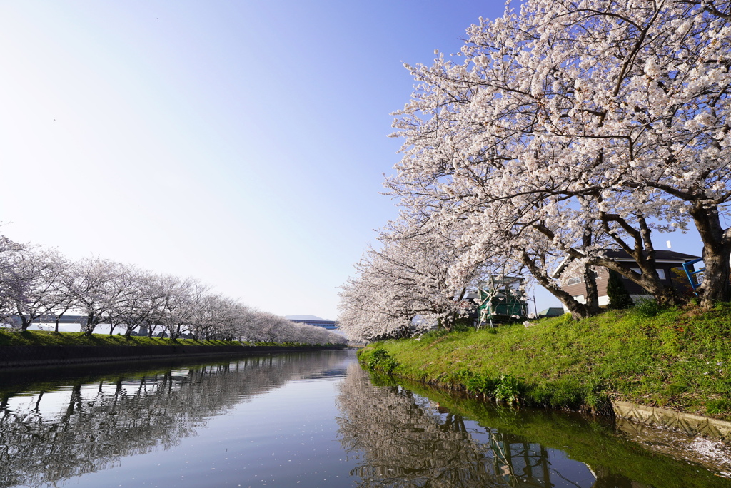 桜