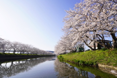桜