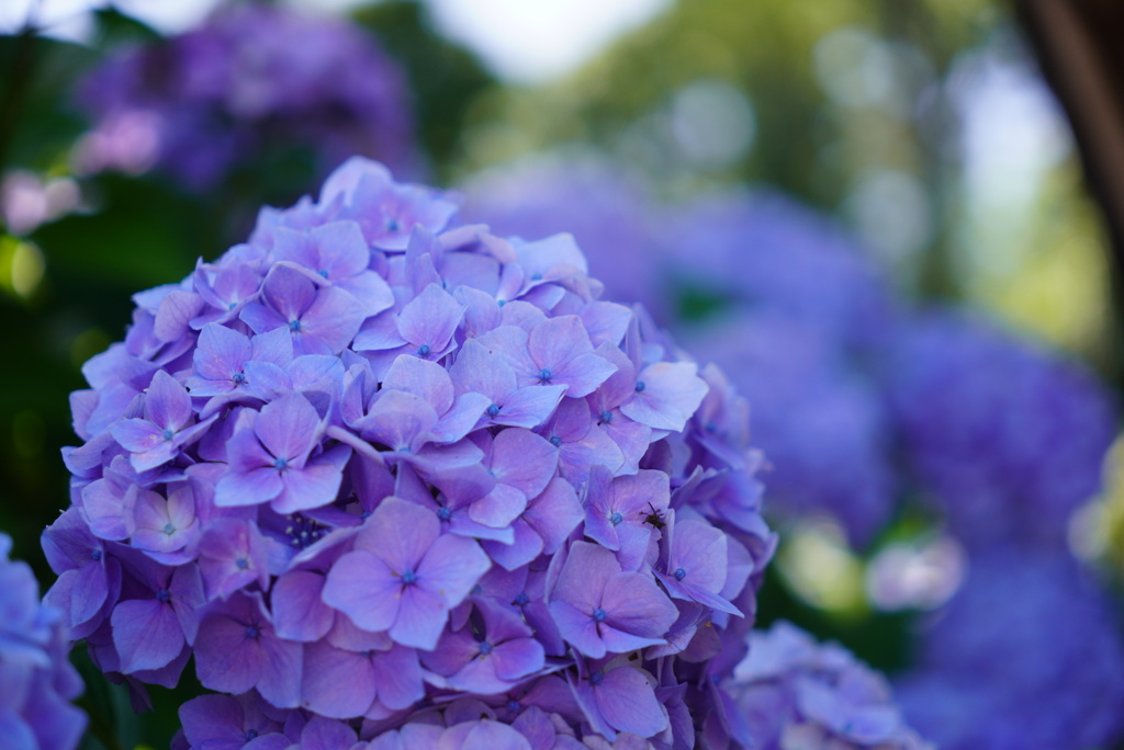 紫陽花