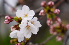 桜