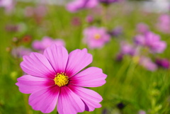 秋桜