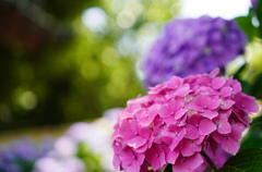 紫陽花