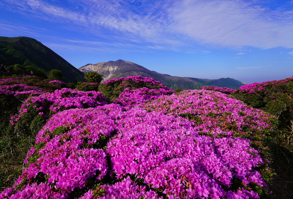 くじゅう連山のミヤマキリシマ