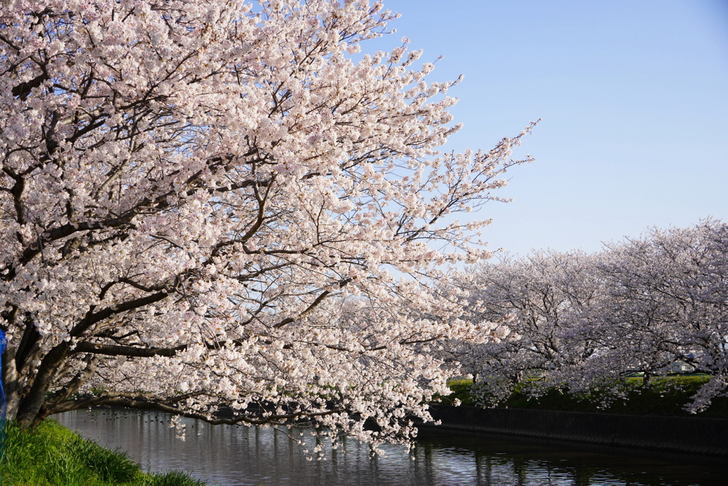 桜