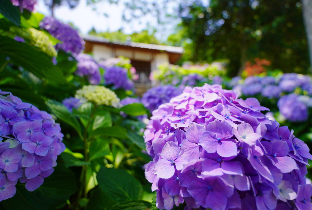 紫陽花