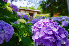 紫陽花
