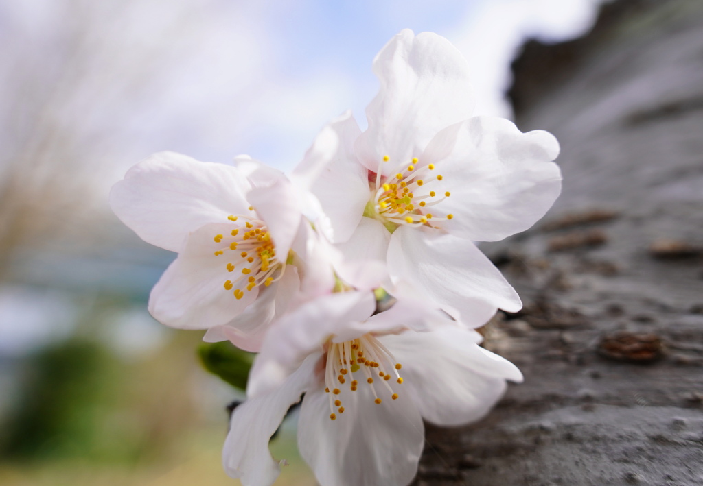 桜