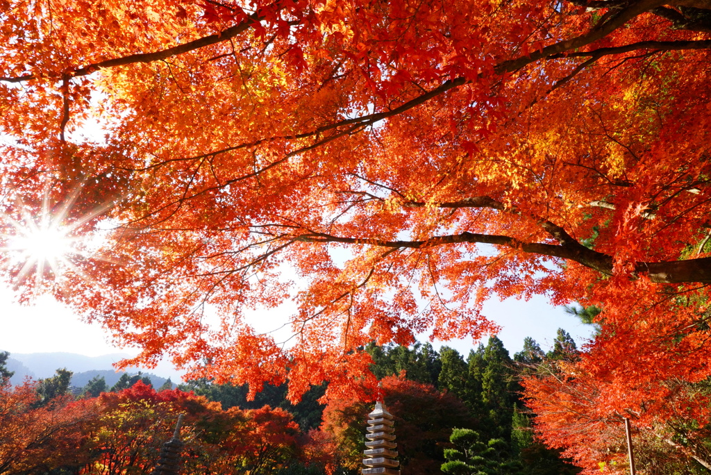 紅葉