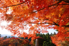 紅葉