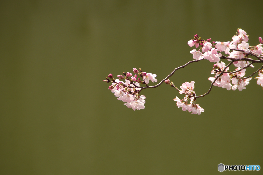 お堀の桜