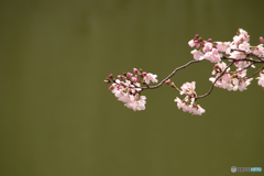 お堀の桜