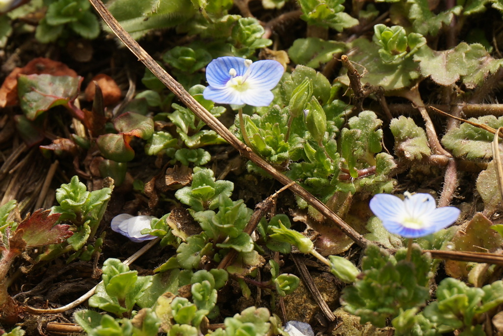 小花