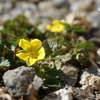 砂利に負けじと咲く花