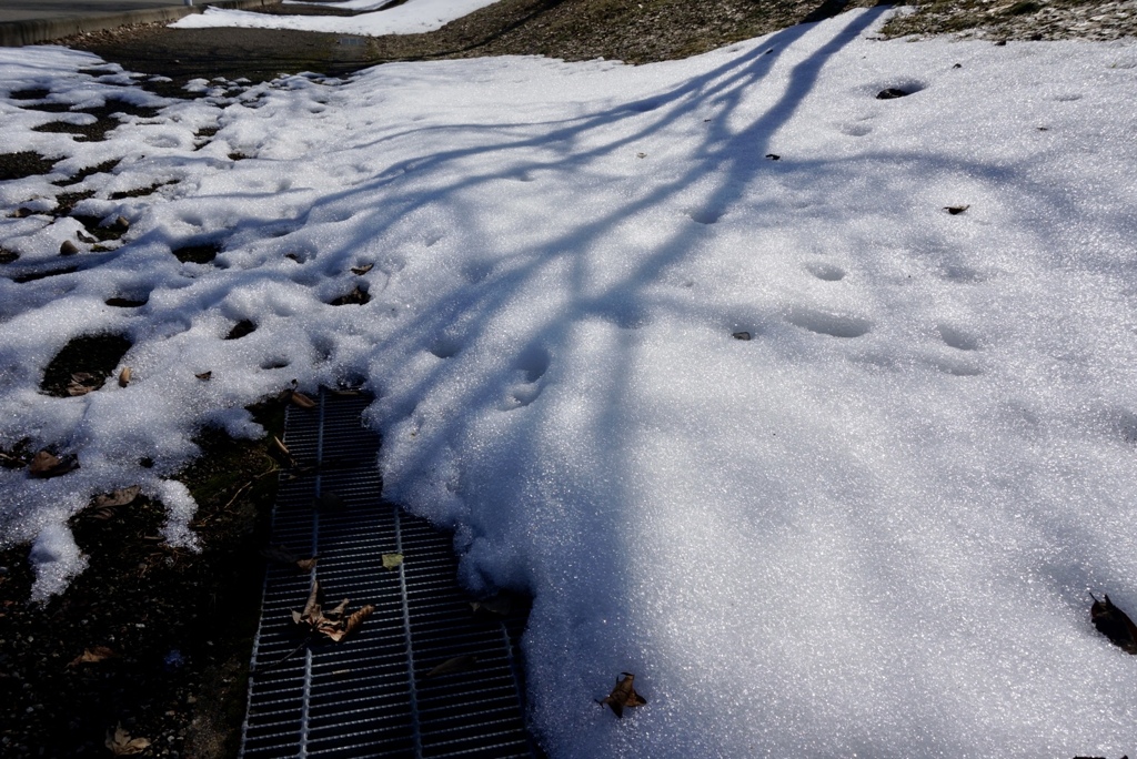 雪と影