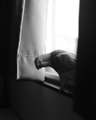 もう少しで15才になるインコ