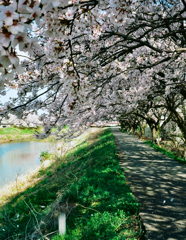 桜並木