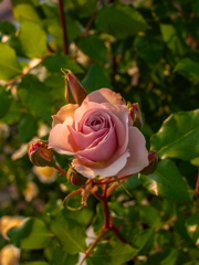 夕方の薔薇