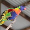 ゴシキセイガイインコ