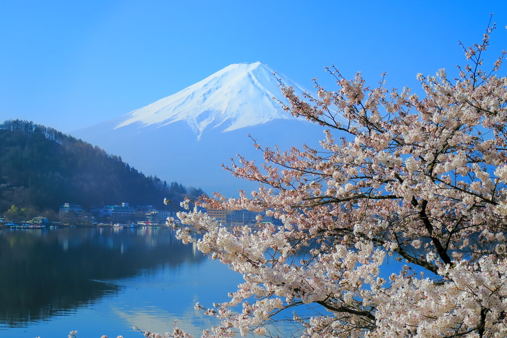 桜富士