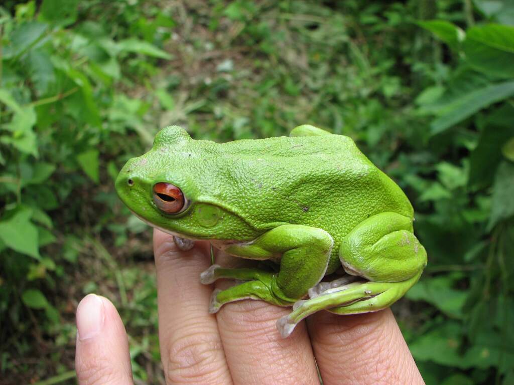 モリアオガエル