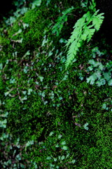 苔生す