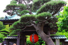 長谷寺山門の大松