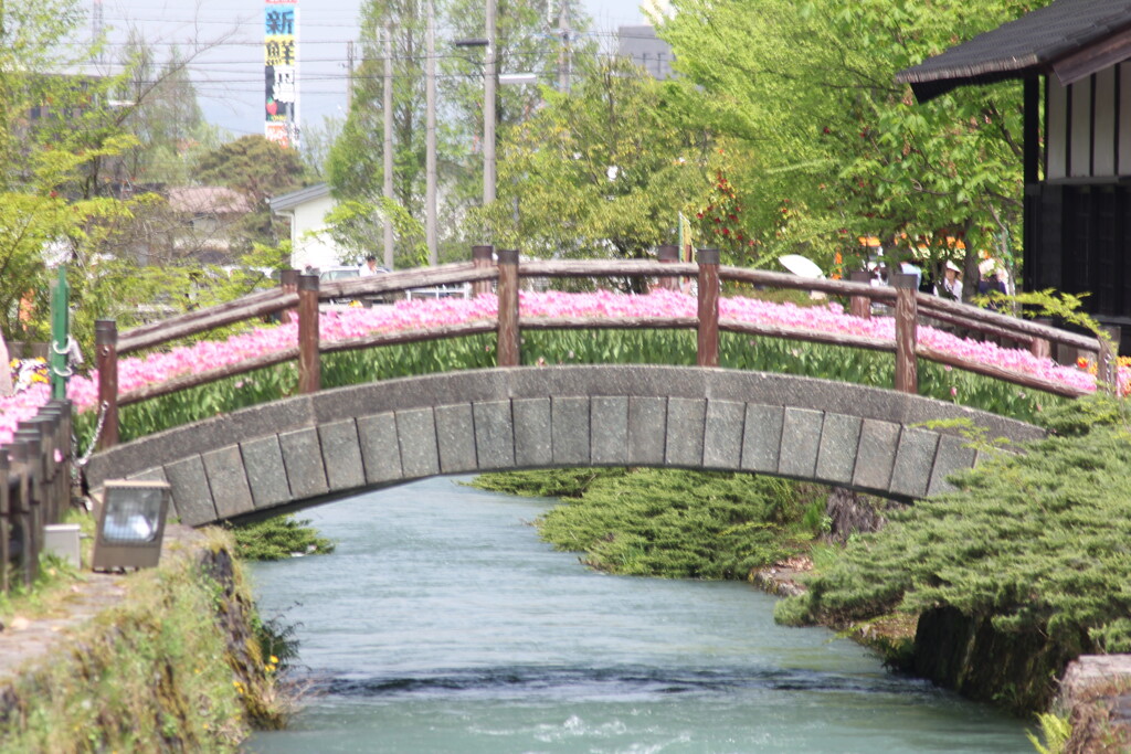 チューリップの橋