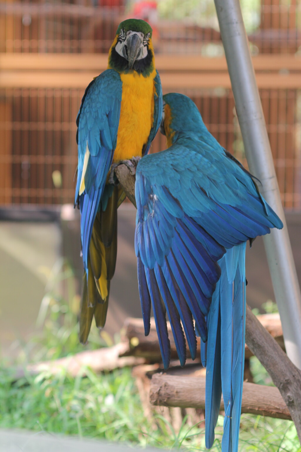 インコさん