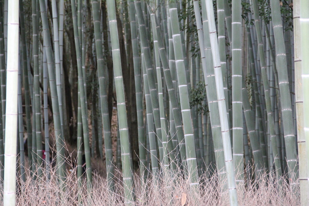 竹林