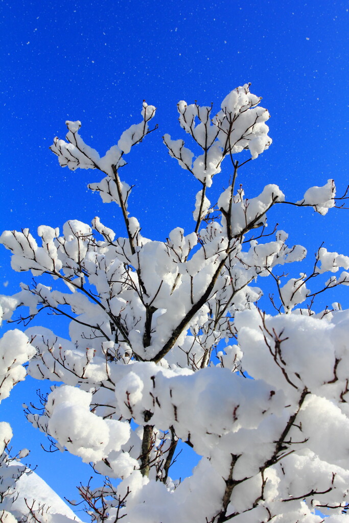 晴天に舞う雪