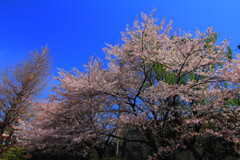 桜満開