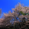 桜満開